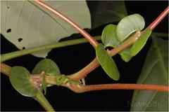 Otonephelium stipulaceum